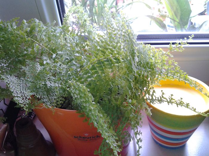 asparagus - plante verzi decorative frunza