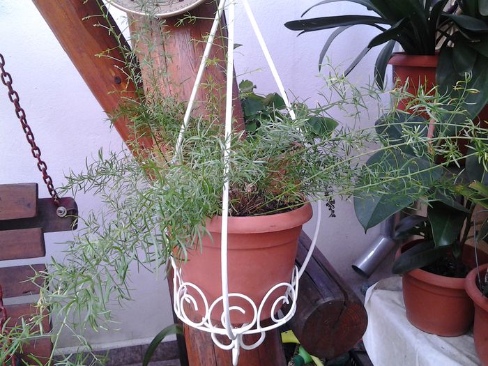 asparagus - plante verzi decorative frunza