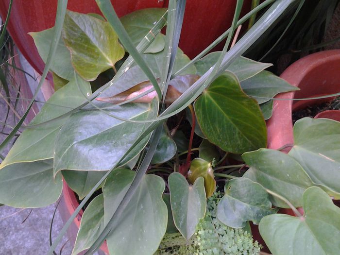 20140821_153903 - plante verzi decorative frunza