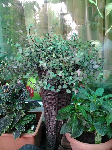 20140812_191424 - plante verzi decorative frunza