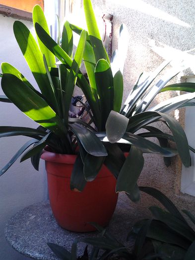 20140727_091406 - plante verzi decorative frunza