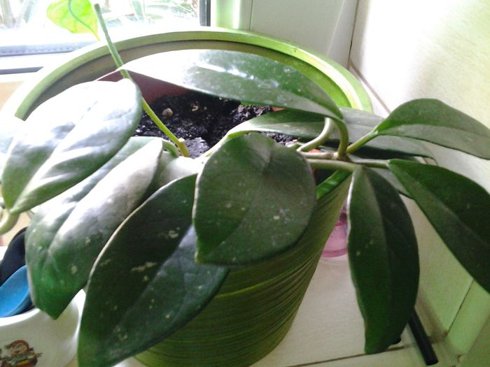 hoya 1 - plante verzi decorative frunza