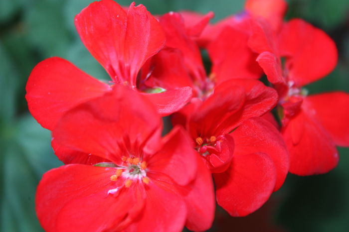 IMG_3147 - 2014 august