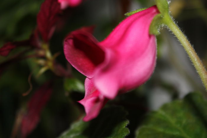 IMG_3152 - 2014 august