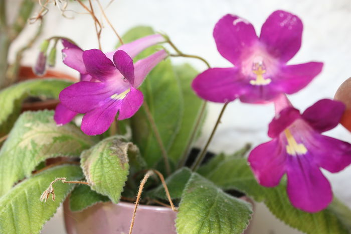 IMG_3141 - 2014 august