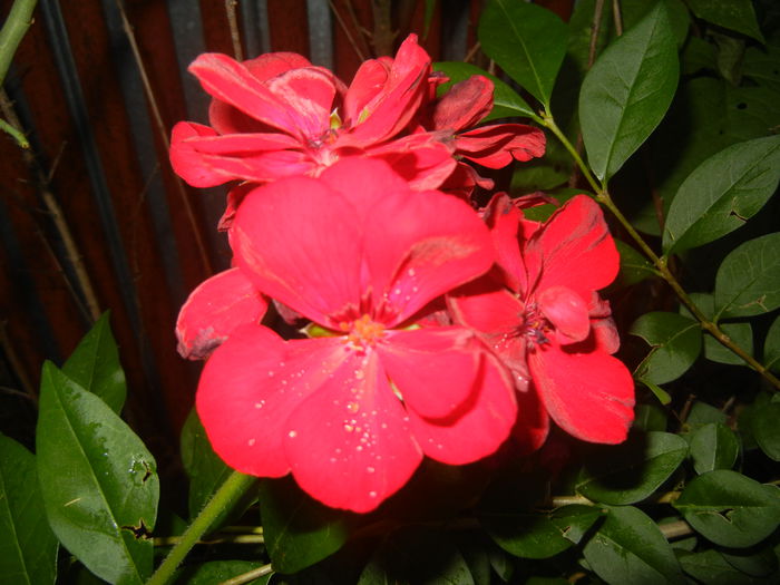 Red Ivy-Geranium (2014, June 23) - IVY-LEAVED Geranium Double