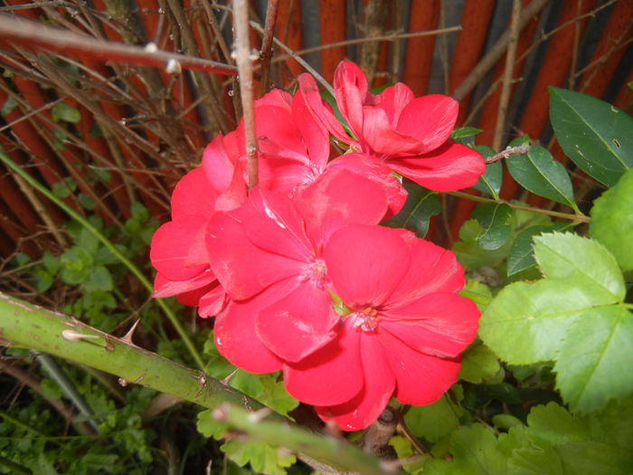 Red Ivy-Geranium (2014, July 19) - IVY-LEAVED Geranium Double