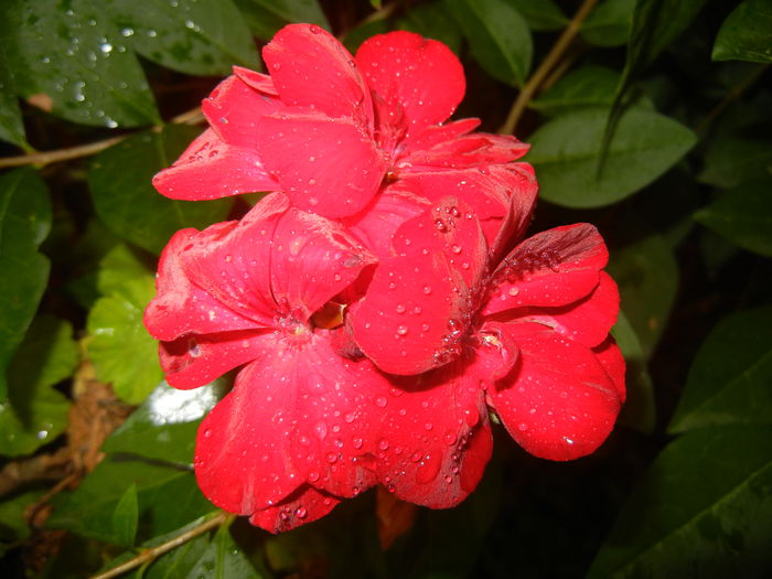 Red Ivy-Geranium (2014, July 29) - IVY-LEAVED Geranium Double