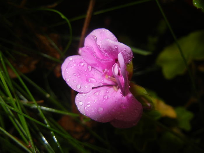 Lavender Ivy-Geranium (2014, July 29)