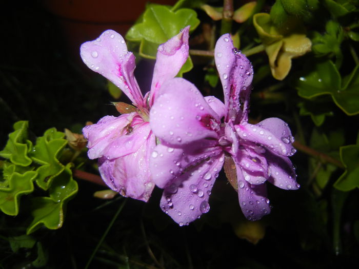 Lavender Ivy-Geranium (2014, July 31)