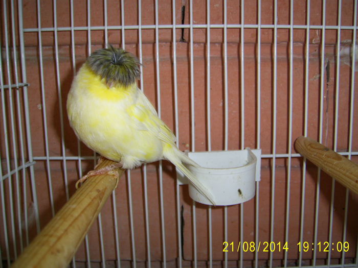 003 - Canari Gloster - 2014