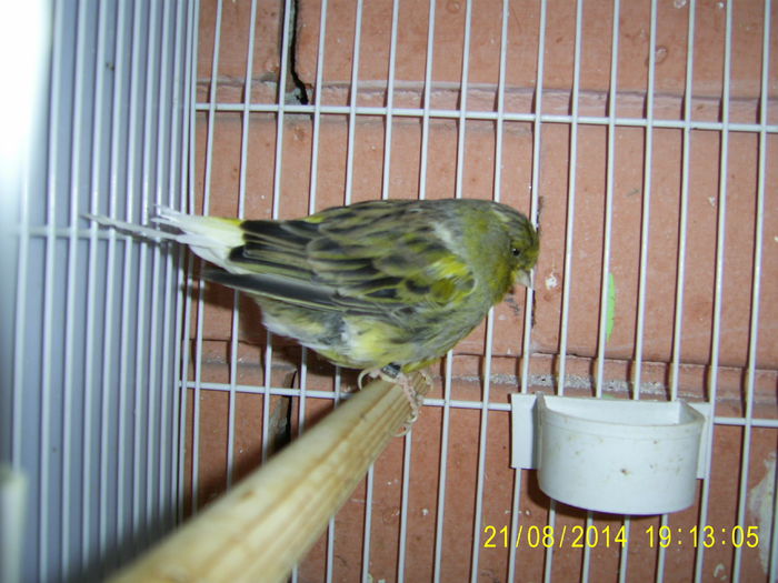 004 - Canari Gloster - 2014