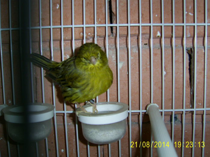 024 - Canari Gloster - 2014