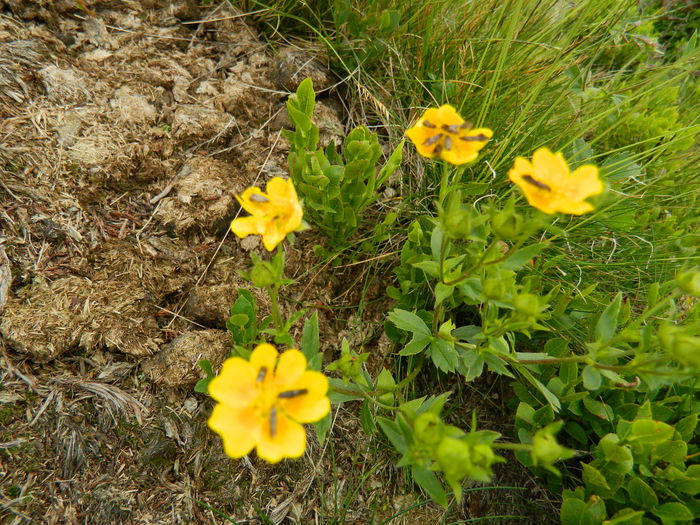DSCN9323 - PARANG_6_2014