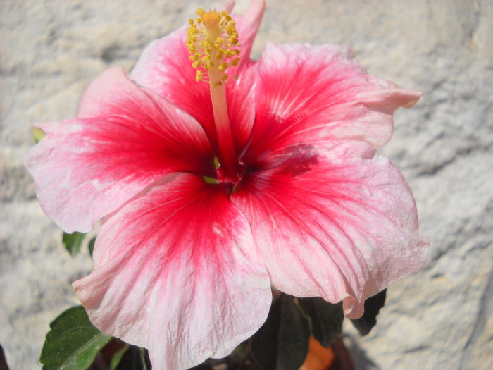 089 - HIBISCUS- 2014