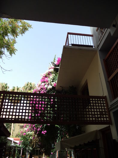 DSC01362 - 2014 CIPRU IULIE