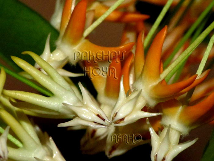 Multiflora sv 406 Orange Flowers