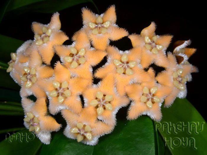 coriacea botanova - Asa ma astept sa infloreasca
