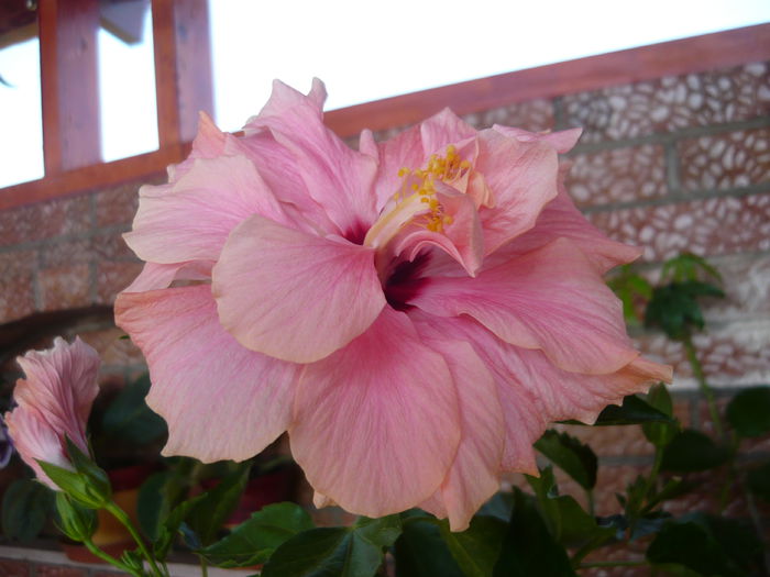 009 - 0 A hibiscus 2014