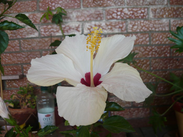 015 - 0 A hibiscus 2014