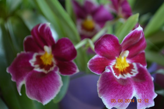 DSC_0679 - Miltonia