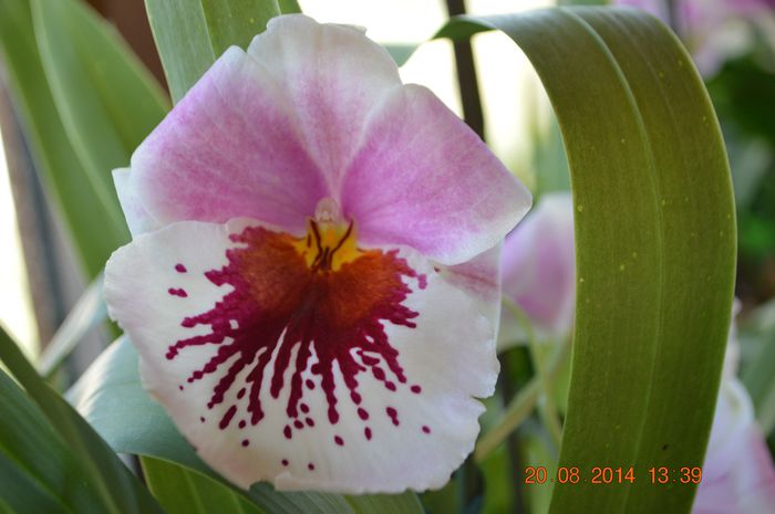 DSC_0807 - Miltonia