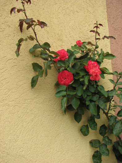 IMG_4147 - Antike 89 2014