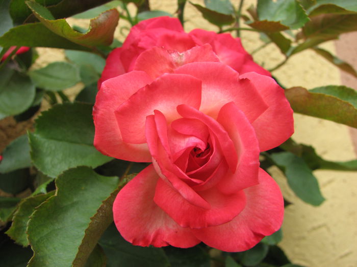 IMG_4144 - Antike 89 2014