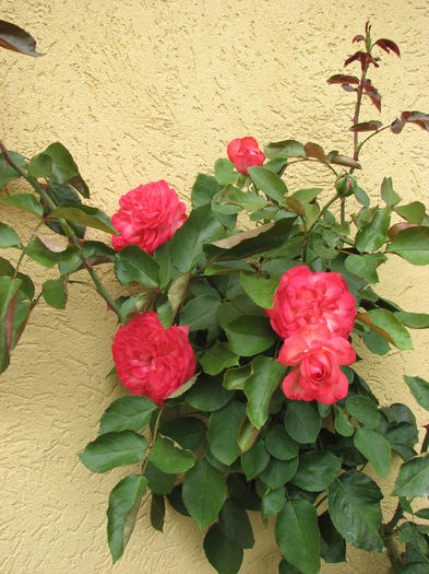 IMG_4146 - Antike 89 2014