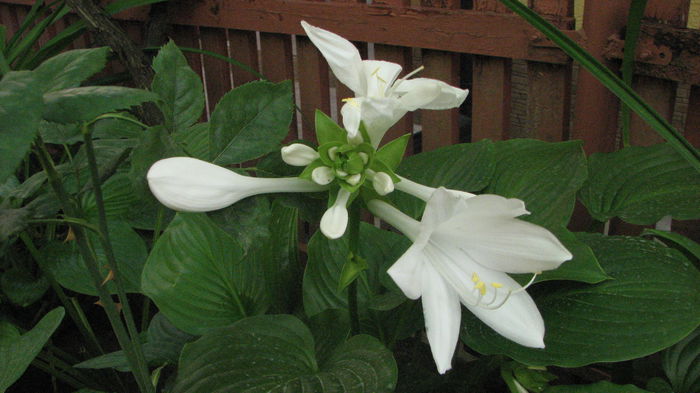 IMG_4028 - Crini de toamnă 2014