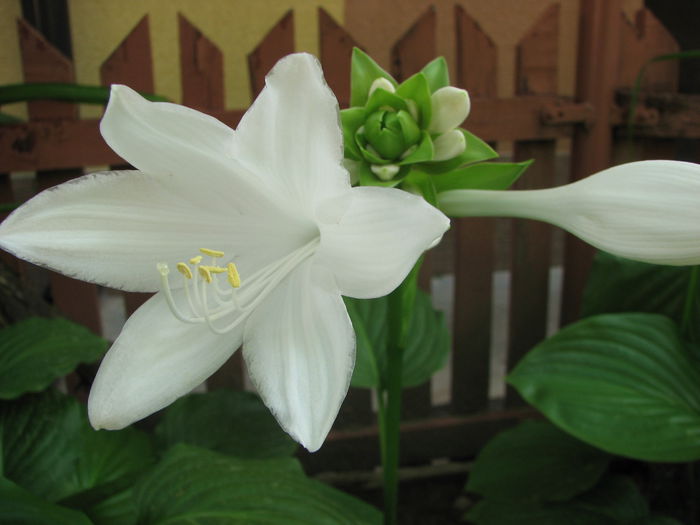 IMG_4039 - Crini de toamnă 2014