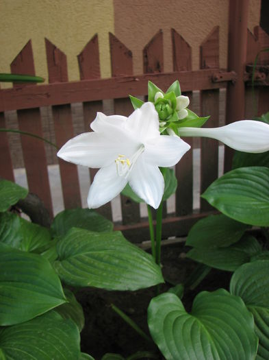 IMG_4037 - Crini de toamnă 2014