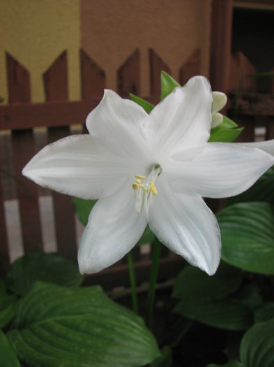 IMG_4038 - Crini de toamnă 2014