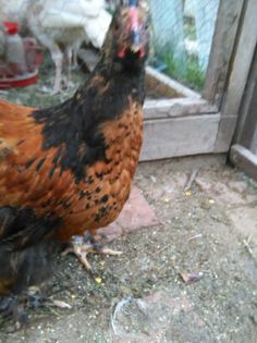 cochin august 2014 1123