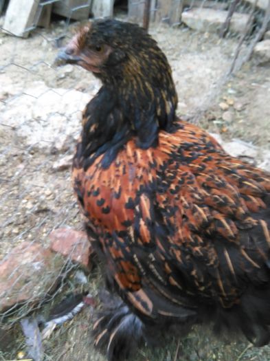 cochin august 2014 1112