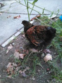 cochin august 2014 1087