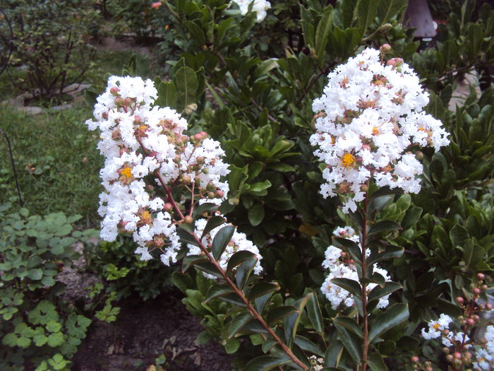 DSC01920