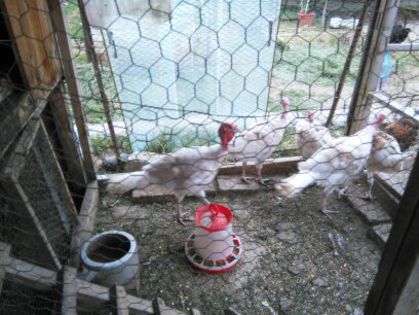 cochin august 2014 1042