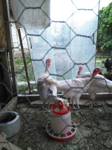 cochin august 2014 1051