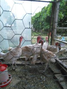 cochin august 2014 1053