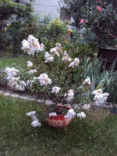 DSC02228 - Lagerstroemia indica