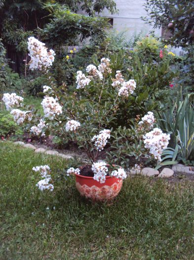 DSC02229 - Lagerstroemia indica