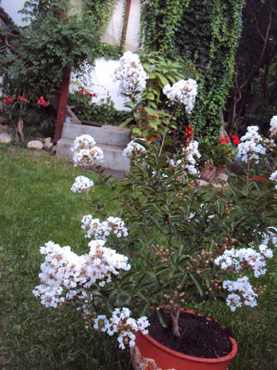DSC02231 - Lagerstroemia indica