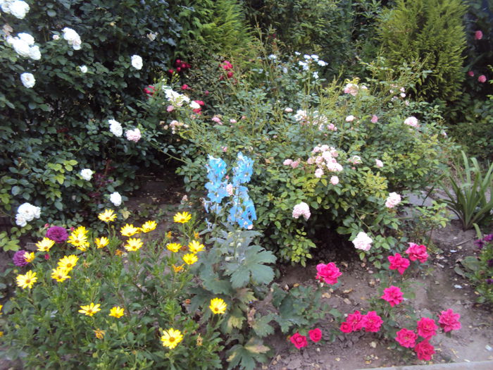 DSC01953