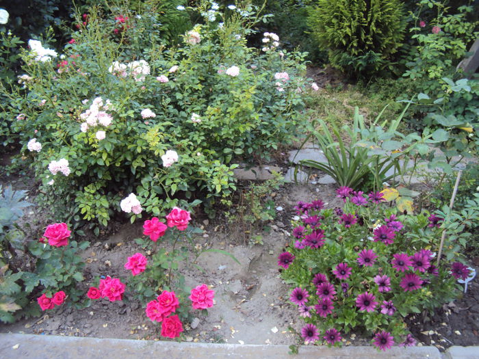 DSC01955