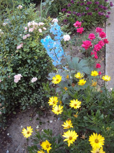 DSC01965 - 2014 Gradina