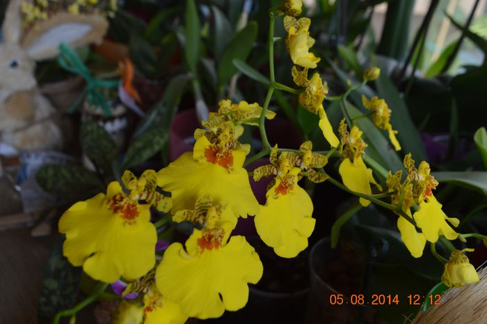 ONCIDIUM SWEET SUGAR EMPIRE - Oncidium