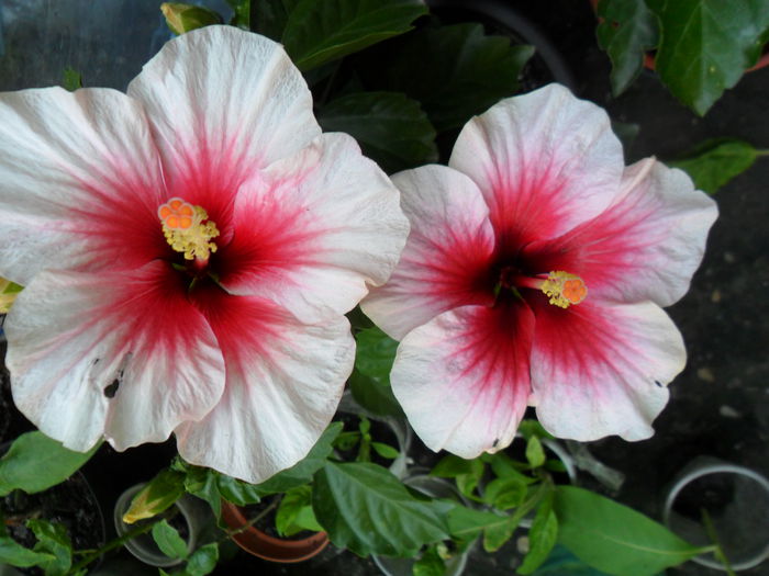 2014 - pink dream -22