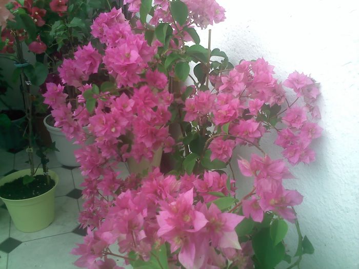 Pic_0821_302 - BOUGAINVILLEA       august - septembrie 2014