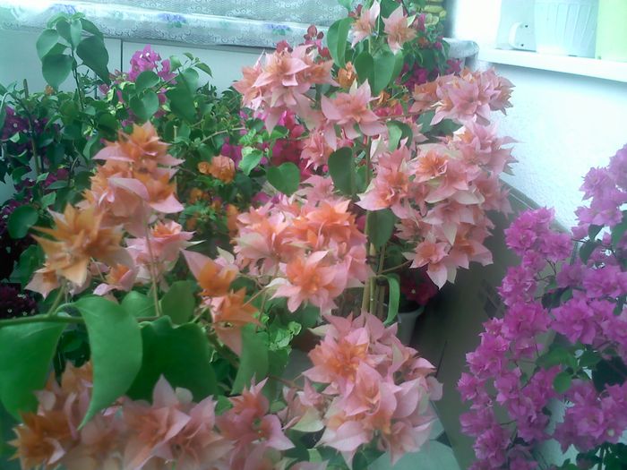 Pic_0821_306 - BOUGAINVILLEA       august - septembrie 2014